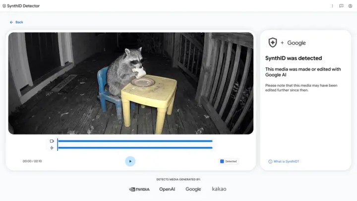 SynthID Detector interface showing a raccoon video and a detected Google AI watermark